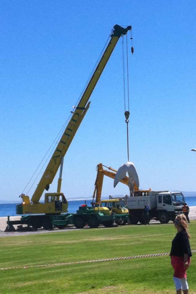 Featured Post Image - Dead Whale removed on Cape Town promenade…